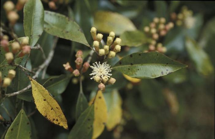 Syzygium aromaticum image