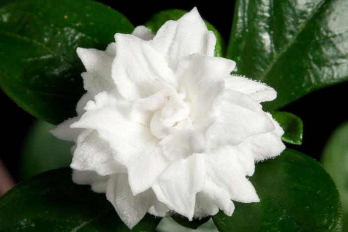 Serissa japonica image