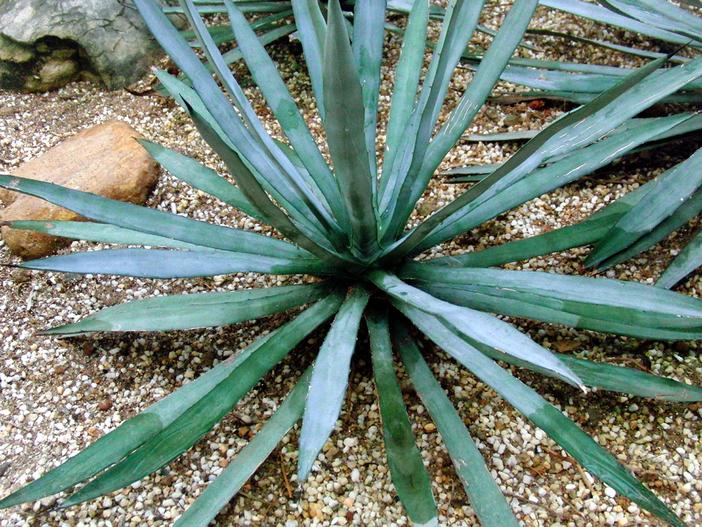 Agave striata image