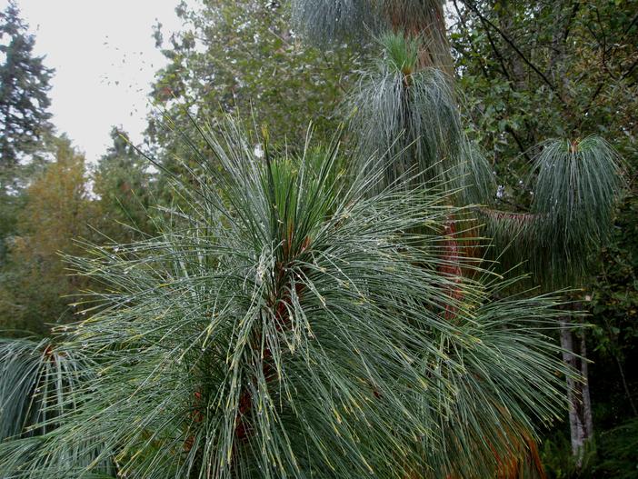 Pinus yunnanensis image