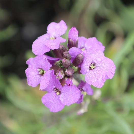 Erysimum linifolium image