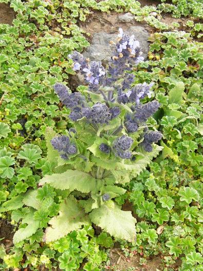 Salvia merjamie image