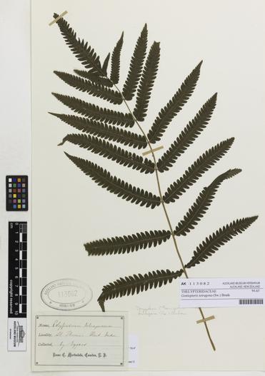 Goniopteris tetragona image