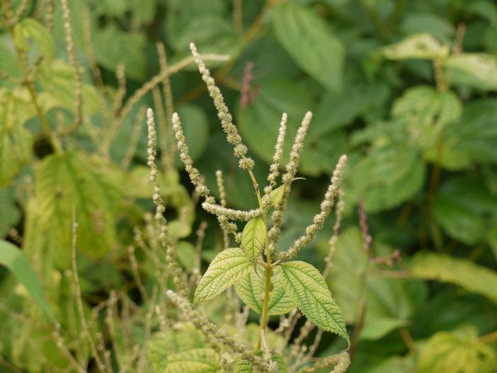 Boehmeria macrophylla image
