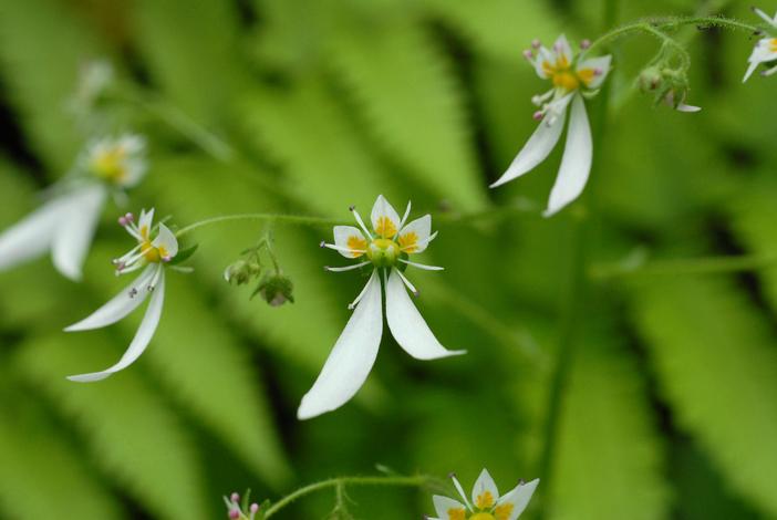 Saxifraga nipponica image