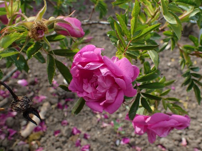 Rosa ×rugotida image