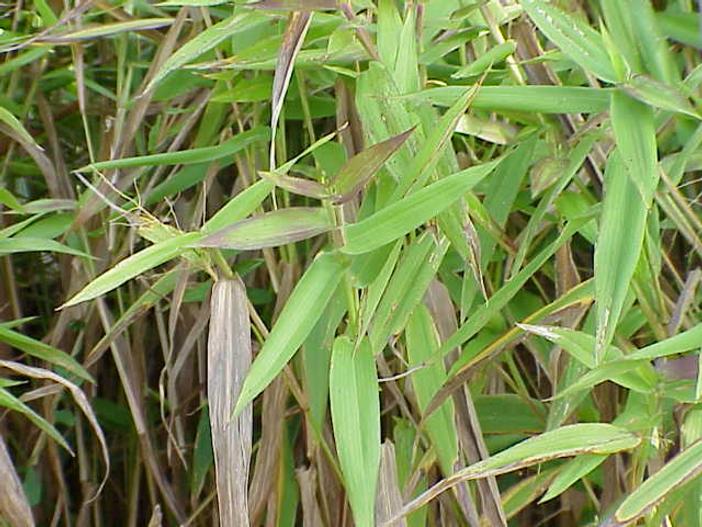 Panicum clandestinum image