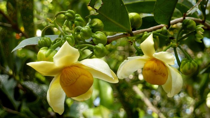 Eschweilera ovata image