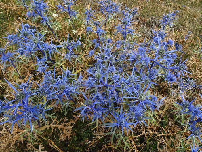 Eryngium dilatatum image