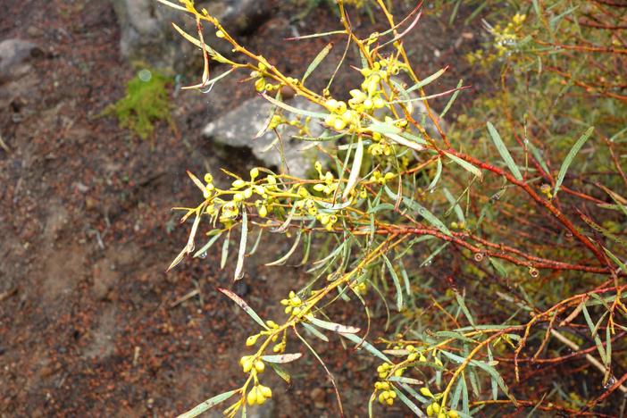 Eucalyptus formanii image