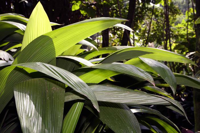Molineria capitulata image