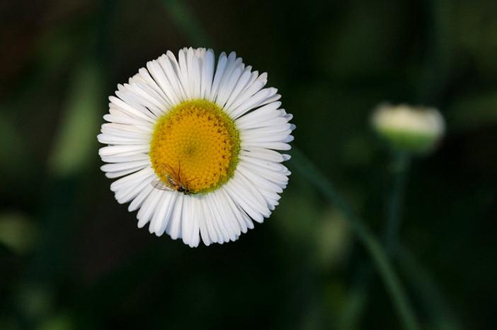 Erigeron neomexicanus image