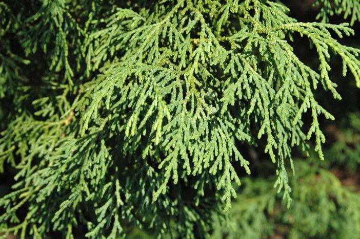 Thuja standishii image