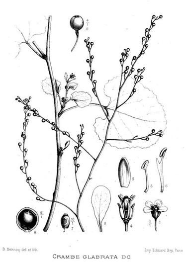 Crambe hispanica subsp. glabrata image