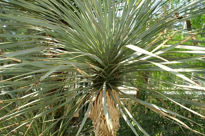 Yucca thompsoniana image