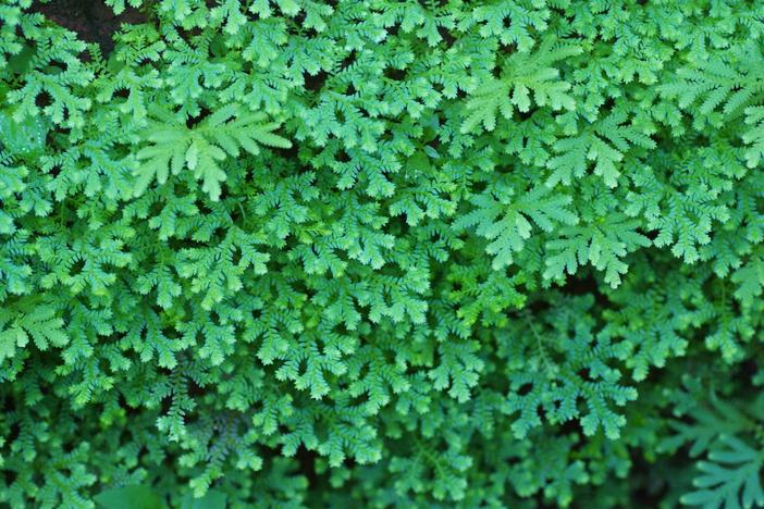 Selaginella braunii image