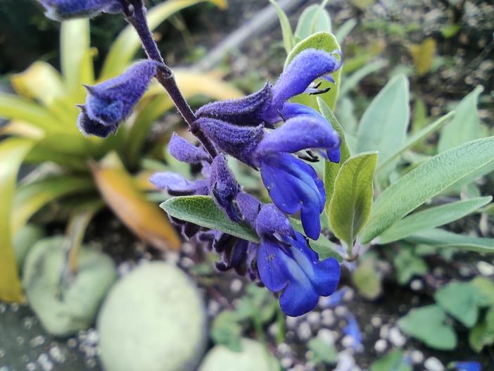Salvia humboldtiana image