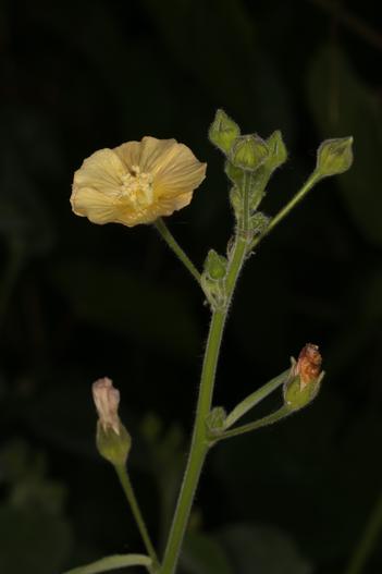 Anoda abutiloides image