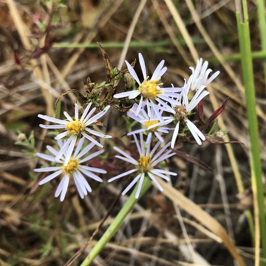 Symphyotrichum hallii image