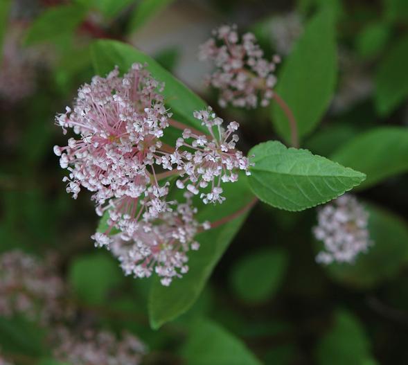 Ceanothus ×pallidus image