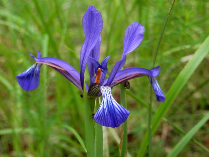 Iris sintenisii image
