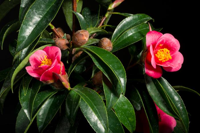 Camellia hongkongensis image
