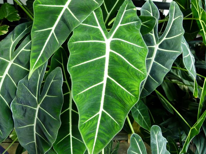 Alocasia micholitziana image