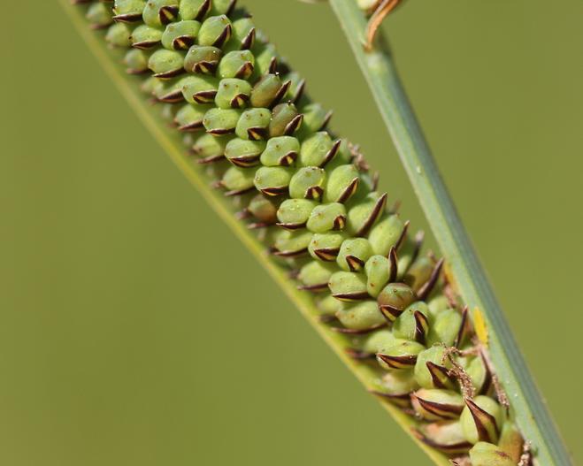 Carex haydenii image