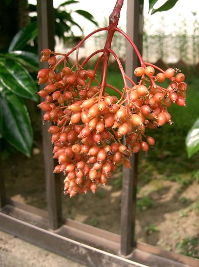 Viburnum awabuki image