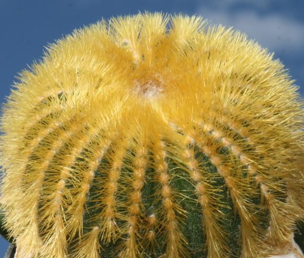 Uebelmannia pectinifera image