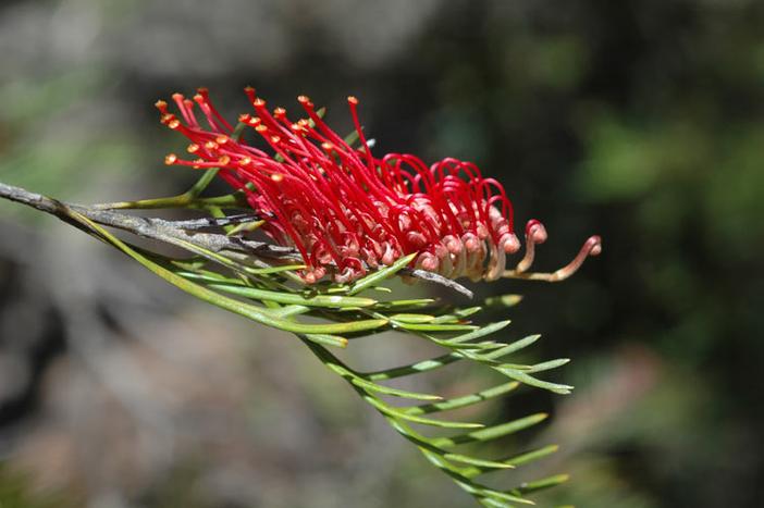 Grevillea hookeriana image