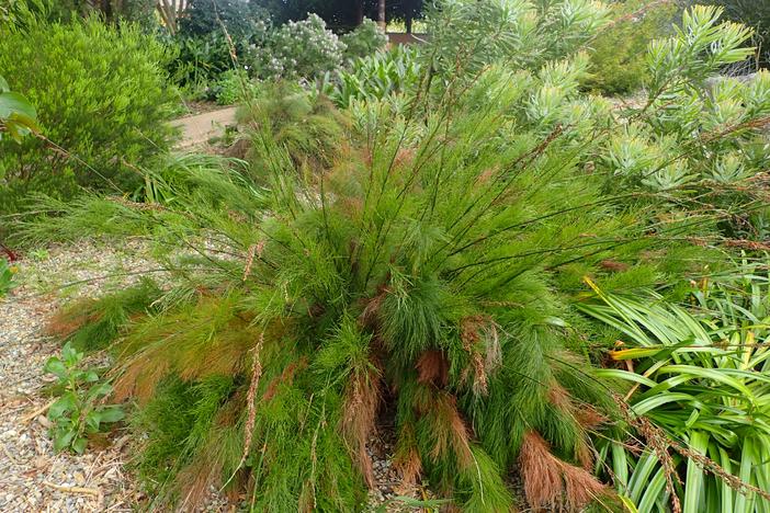 Rhodocoma gigantea image