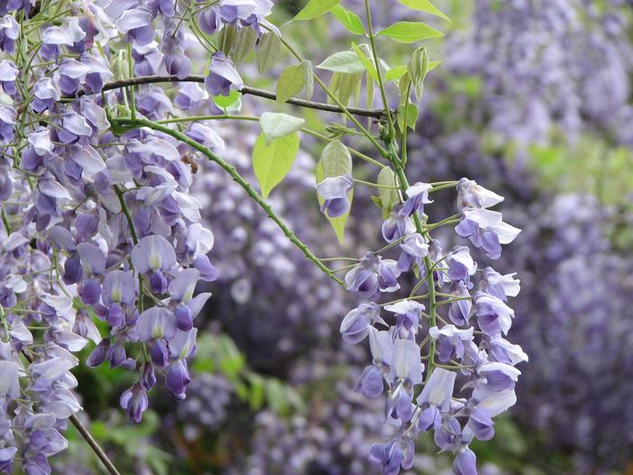 Wisteria brachybotrys image