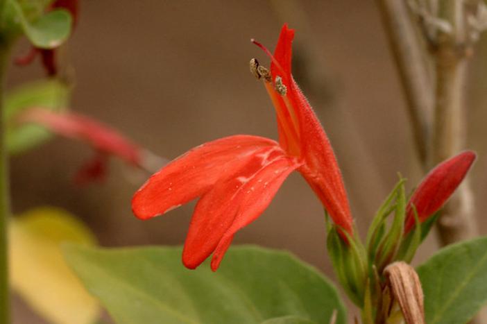 Justicia candicans image