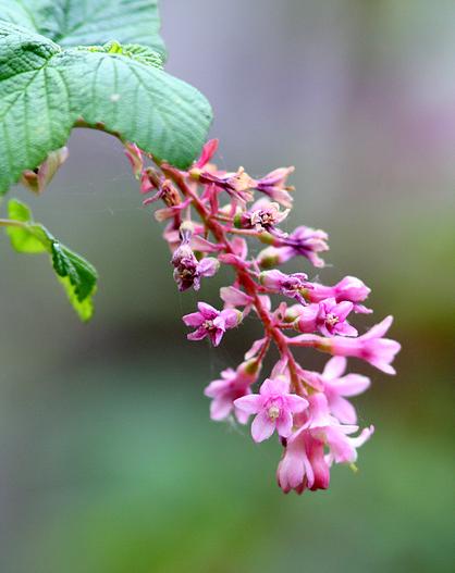 Ribes malvaceum var. viridifolium image