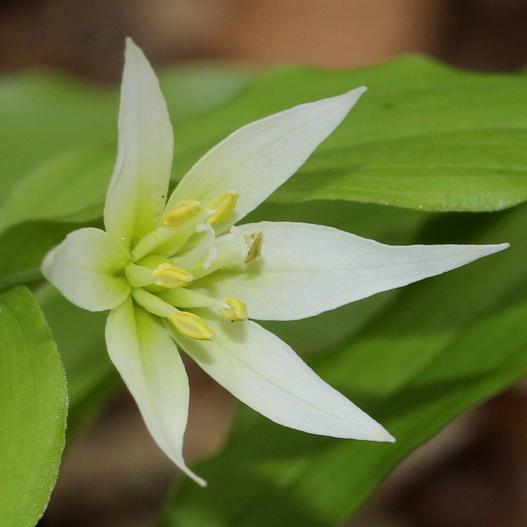Disporum smilacinum image