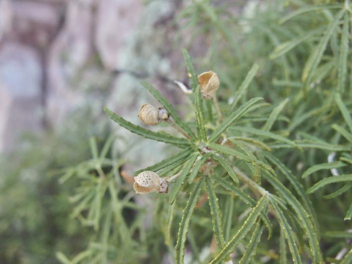 Choisya arizonica image