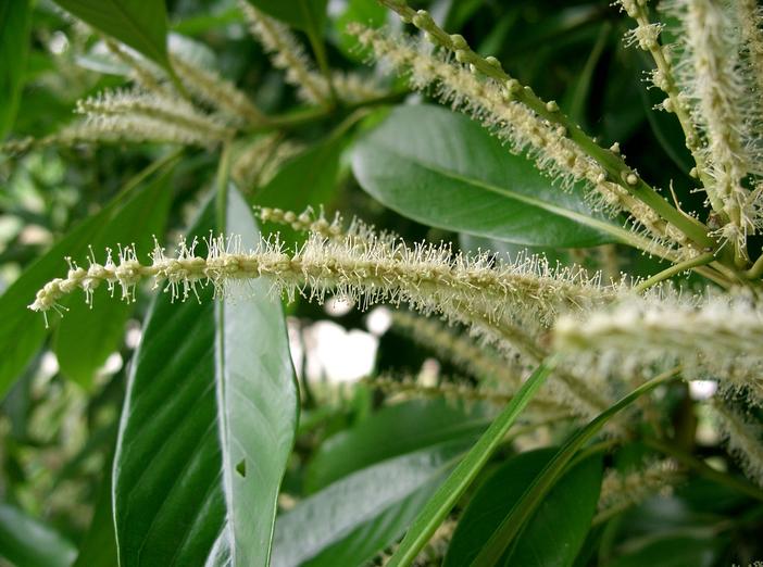 Lithocarpus edulis image