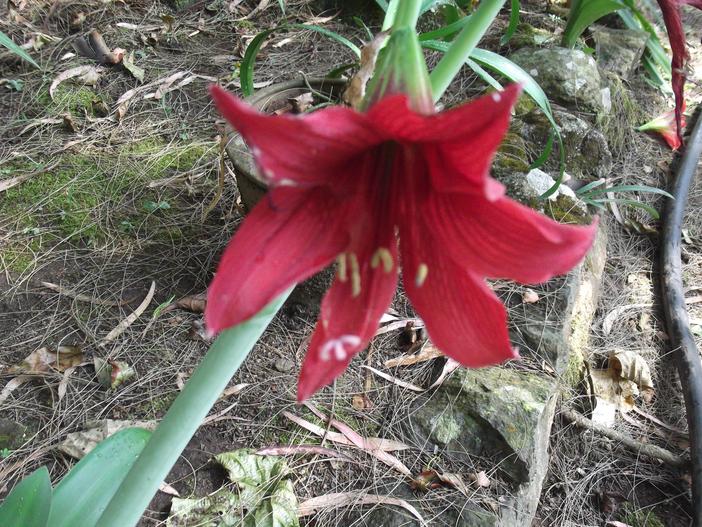 Hippeastrum aulicum image