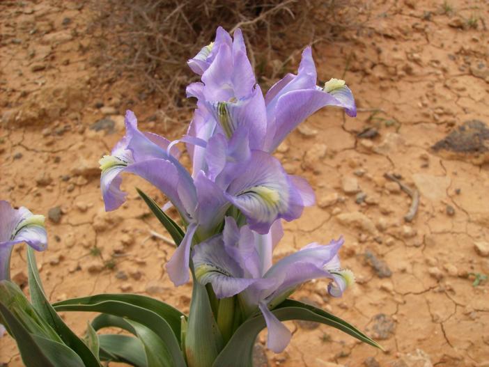 Iris aucheri image