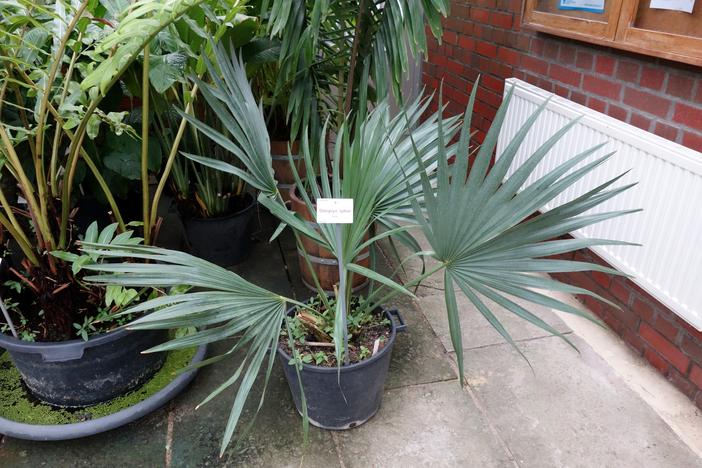 Attalea speciosa image