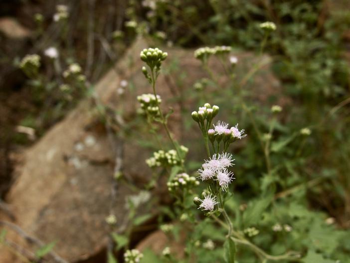 Fleischmannia sonorae image