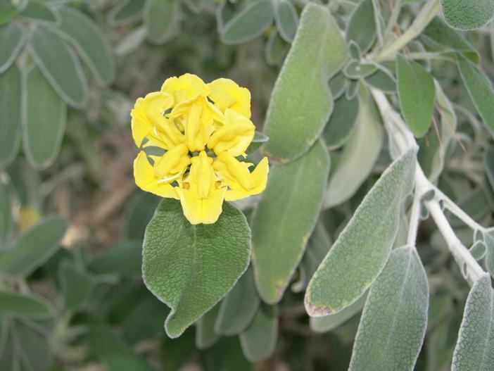 Phlomis cretica image