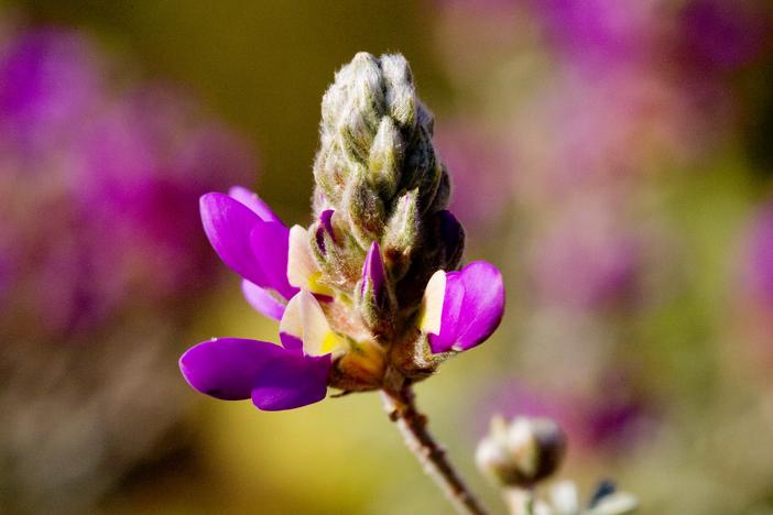 Dalea bicolor image