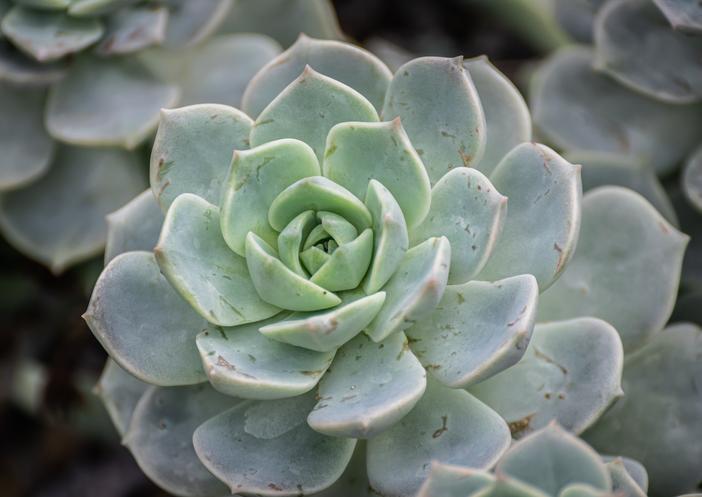 Echeveria harmsii image
