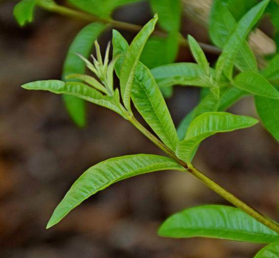 Aloysia citriodora image