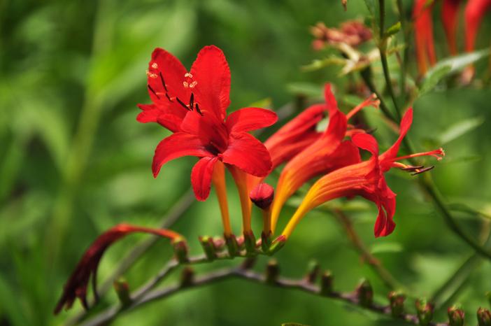 Crocosmia masoniorum image