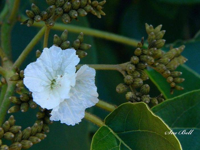 Cordia africana image