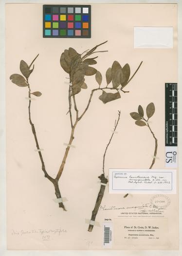 Peperomia emarginulata image