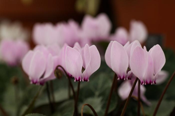 Cyclamen cilicium image